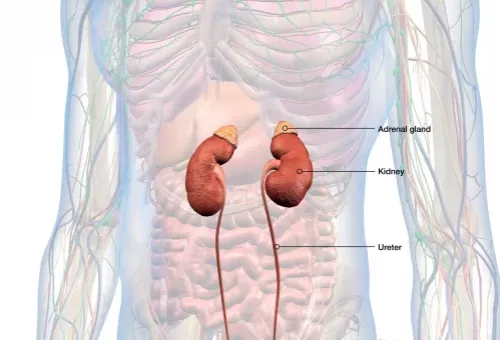 Imagen explicativa sobre el proceso de diálisis, proporcionada por el Dr. Antonio Moreno, nefrólogo en Cádiz, para educar a los pacientes sobre este tratamiento renal. Imagen explicativa sobre el proceso de diálisis, proporcionada por el Dr. Antonio Moreno, nefrólogo en Cádiz, para educar a los pacientes sobre este tratamiento renal.